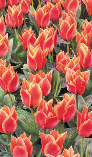 Tulip Calypso Variety ( Tulip greigii ) 3 bulbs