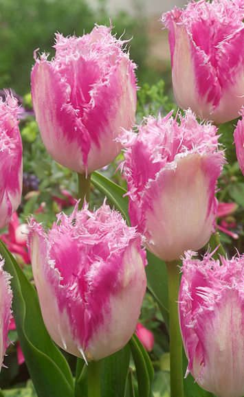 Tulip Huis Ten Bosch Variety ( shredded tulip ) 3 bulbs