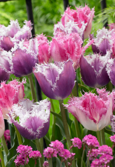 Tulip Huis Ten Bosch Variety ( shredded tulip ) 3 bulbs