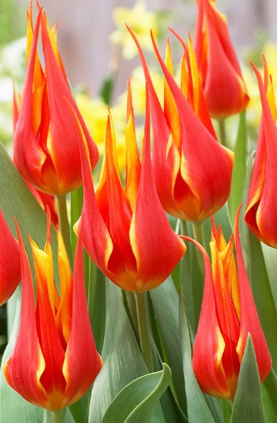 Tulip Fly Away Variety ( Lily-shaped tulip ) 3 bulbs