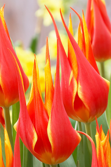 Tulip Fly Away Variety ( Lily-shaped tulip ) 3 bulbs