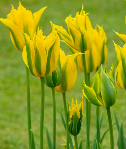 Tulip Green Mile Variety ( Lily-shaped tulip ) 3 bulbs