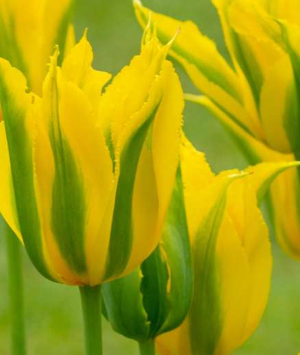 Tulip Green Mile Variety ( Lily-shaped tulip ) 3 bulbs