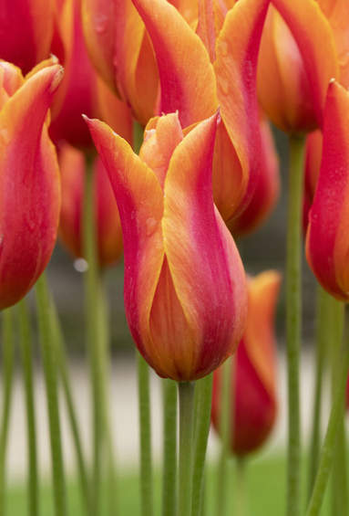 Tulip Flutes on Fire Variety ( Lily-shaped tulip ) 3 bulbs