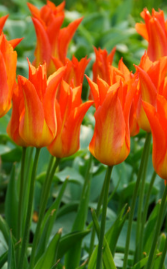 Tulip Flutes on Fire Variety ( Lily-shaped tulip ) 3 bulbs