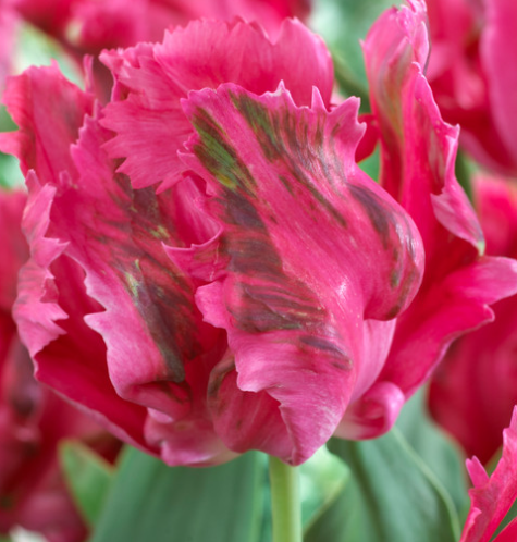 Tulip Fantasy Variety ( Parrot tulip ) 3 bulbs