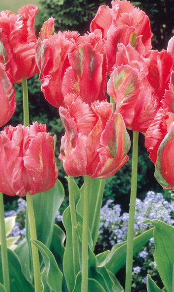 Tulip Fantasy Variety ( Parrot tulip ) 3 bulbs