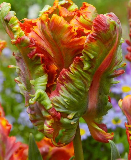 Tulip Blumex Favourite Variety ( Parrot tulip ) 3 bulbs