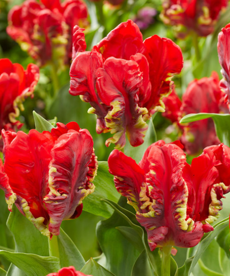 Tulip Seadov Parrot Variety ( Parrot tulip ) 3 bulbs