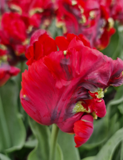 Tulip Seadov Parrot Variety ( Parrot tulip ) 3 bulbs