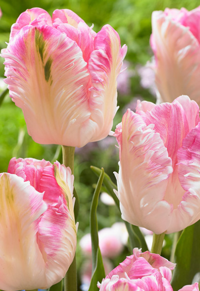 Tulip Cabana Variety ( Parrot tulip ) 3 bulbs