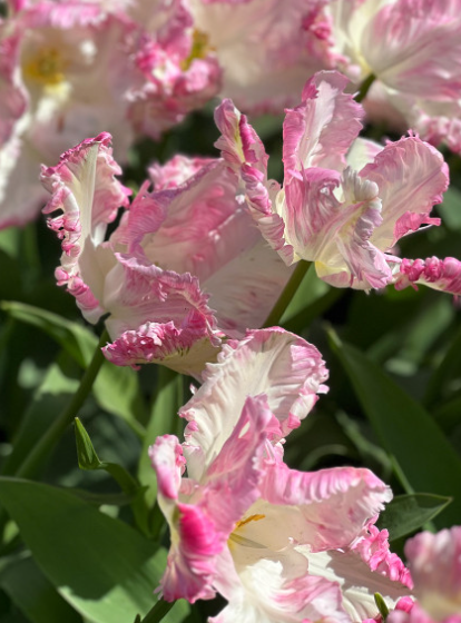 Tulip Cabana Variety ( Parrot tulip ) 3 bulbs