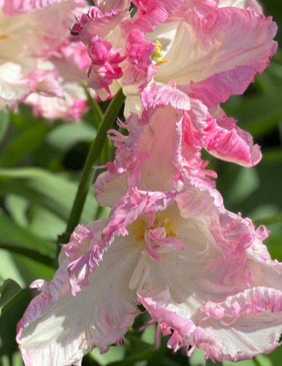 Tulip Cabana Variety ( Parrot tulip ) 3 bulbs