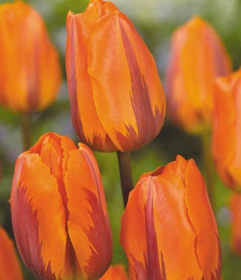 Tulip Hermitage Variety ( Triumph tulip ) 3 bulbs