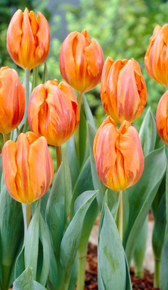 Tulip Hermitage Variety ( Triumph tulip ) 3 bulbs