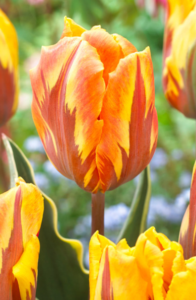 Tulip Ravana Variety ( Exclusive tulip ) 3 bulbs