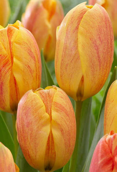 Tulip Rhapsody of Smile Variety ( Exclusive tulip ) 3 bulbs