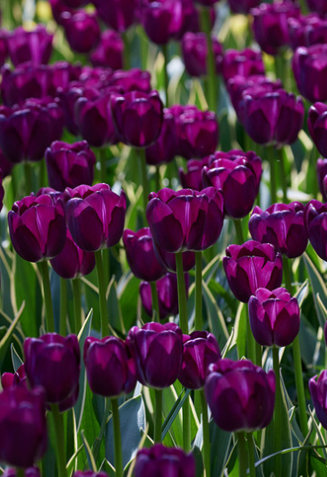 Tulip Caravelle Design Variety ( Exclusive tulip ) 3 bulbs