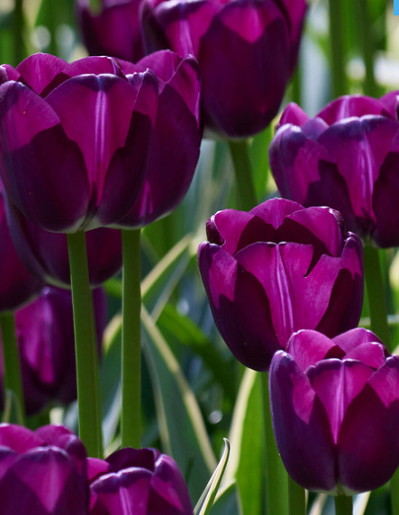 Tulip Caravelle Design Variety ( Exclusive tulip ) 3 bulbs