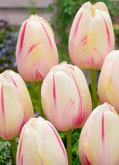 Tulip Camargue Variety ( Exclusive tulip ) 3 bulbs