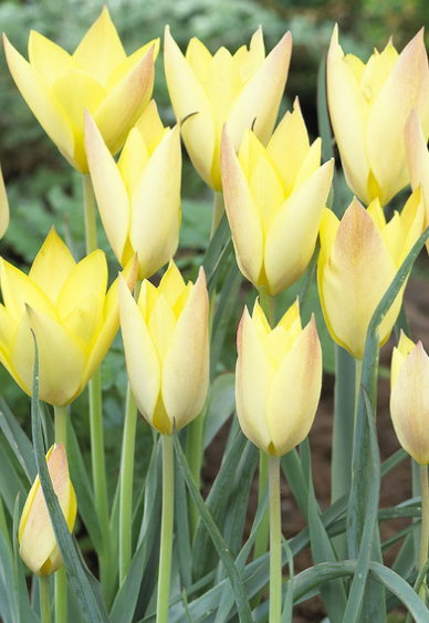 Tulip Honky Tonk Variety ( Botanical tulip ) 3 bulbs