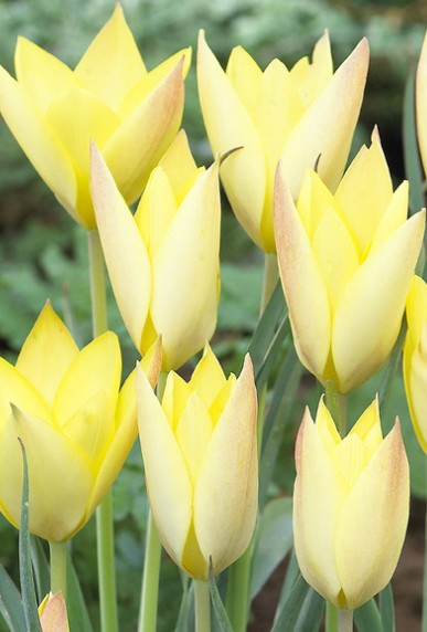 Tulip Honky Tonk Variety ( Botanical tulip ) 3 bulbs
