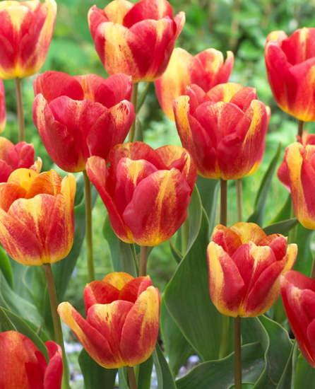 Tulip Colour Mystic Variety ( Triumph tulip ) 3 bulbs