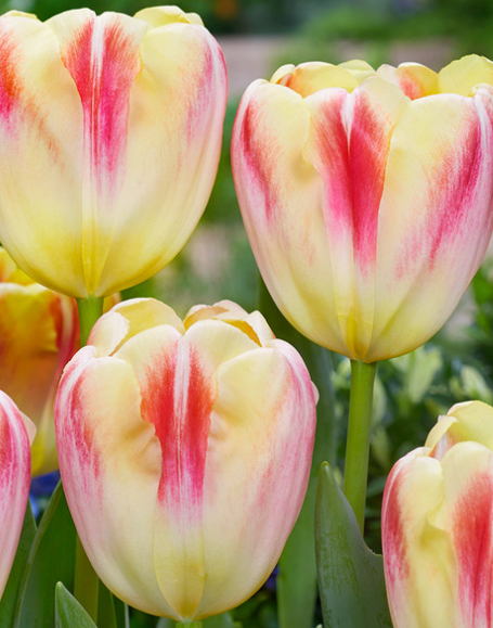 Tulip Buckingham Variety ( Triumph tulip ) 3 bulbs