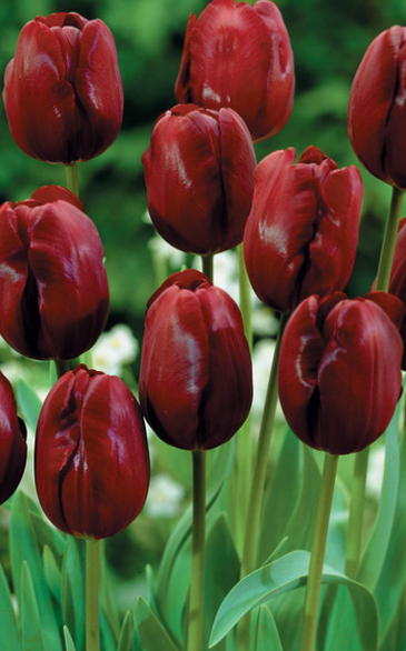 Tulip Jan Reus Variety ( Triumph tulip ) 3 bulbs