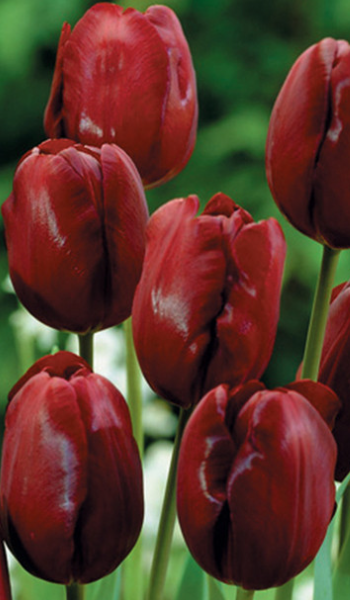 Tulip Jan Reus Variety ( Triumph tulip ) 3 bulbs