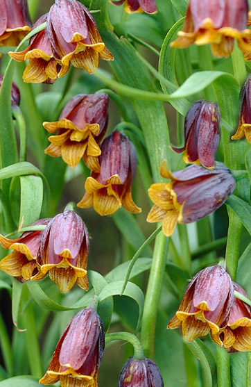 Fritillaria Assyriaca Uva Vulpis 5 Bulbs