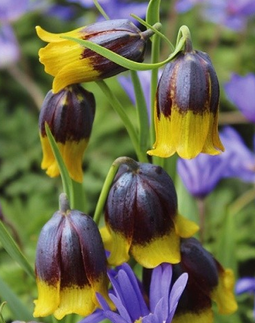 Fritillaria Michailovskyi 5 Bulbs