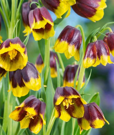 Fritillaria Michailovskyi 5 Bulbs