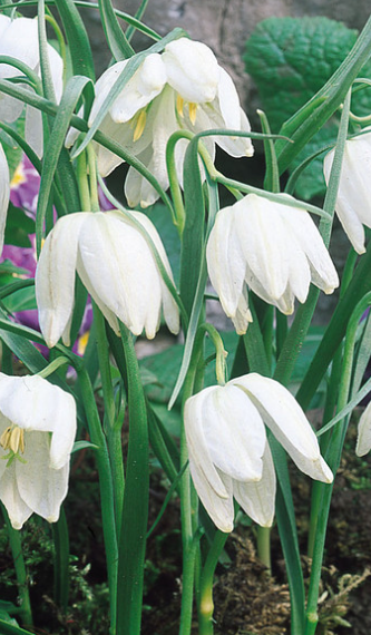 Fritillaria Meleagris Alba 5 Bulbs