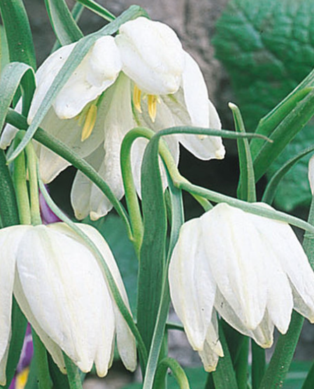 Fritillaria Meleagris Alba 5 Bulbs