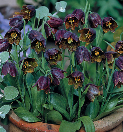 Fritillaria Davisii 5 Bulbs