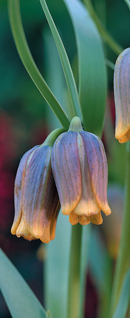 Fritillaria Assyriaca 5 Bulbs
