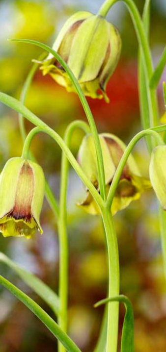 Fritillaria acmopetala Brunette 5 Bulbs