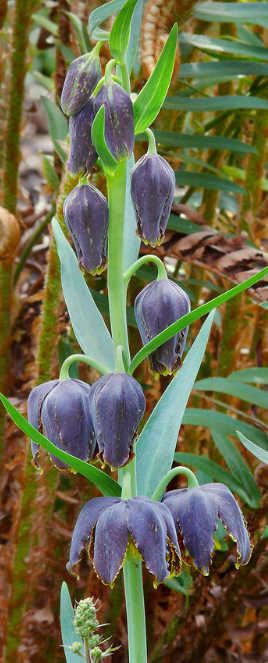 Fritillaria affinis 5 Bulbs