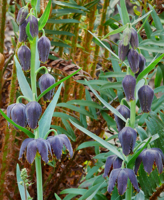 Fritillaria affinis 5 Bulbs