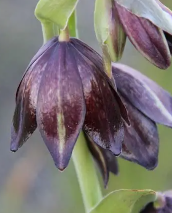 Fritillaria biflora 5 Bulbs