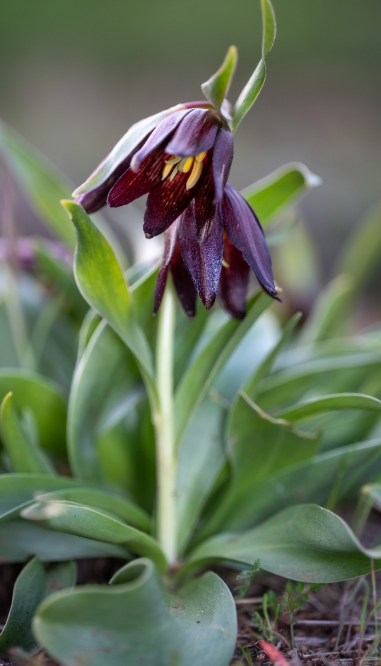 Fritillaria biflora 5 Bulbs