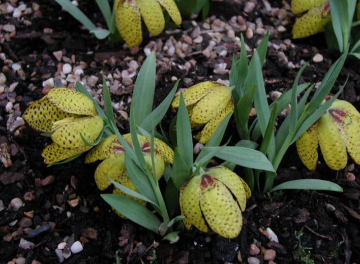 Fritillaria aurea 5 Bulbs