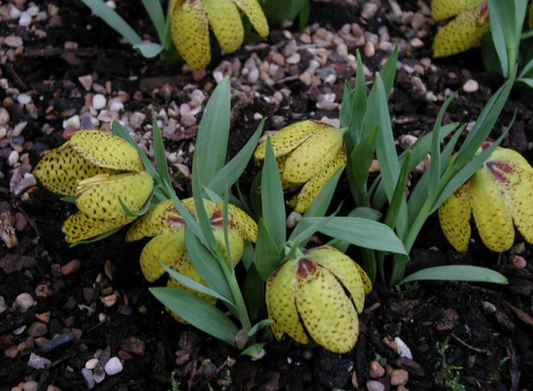Fritillaria aurea 5 Bulbs