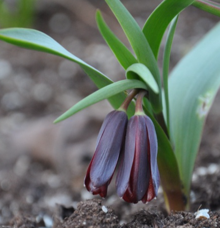 Fritillaria armena 5 Bulbs