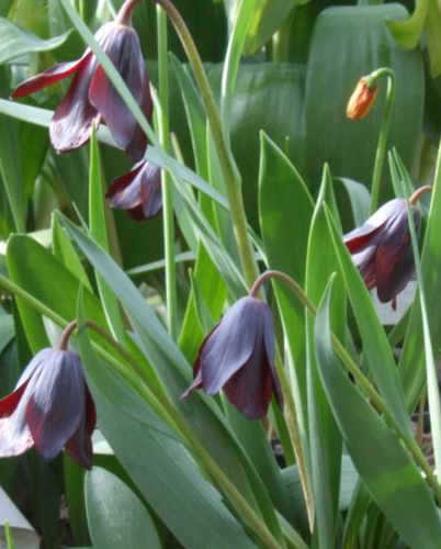 Fritillaria armena 5 Bulbs