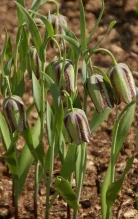 Fritillaria amana 5 Bulbs