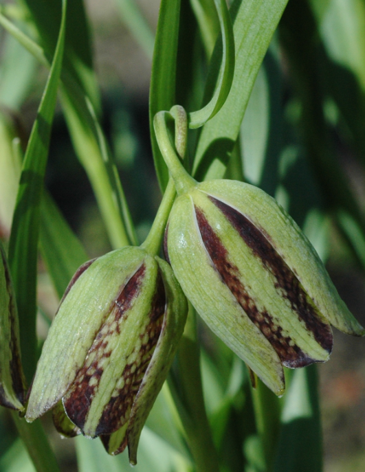 Fritillaria amana 5 Bulbs