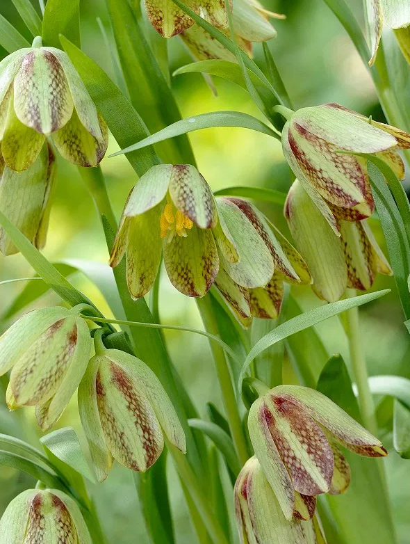 Fritillaria hermonis ssp. amana 5 Bulbs