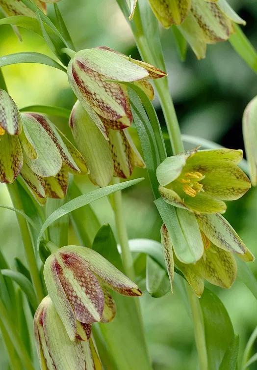 Fritillaria hermonis ssp. amana 5 Bulbs